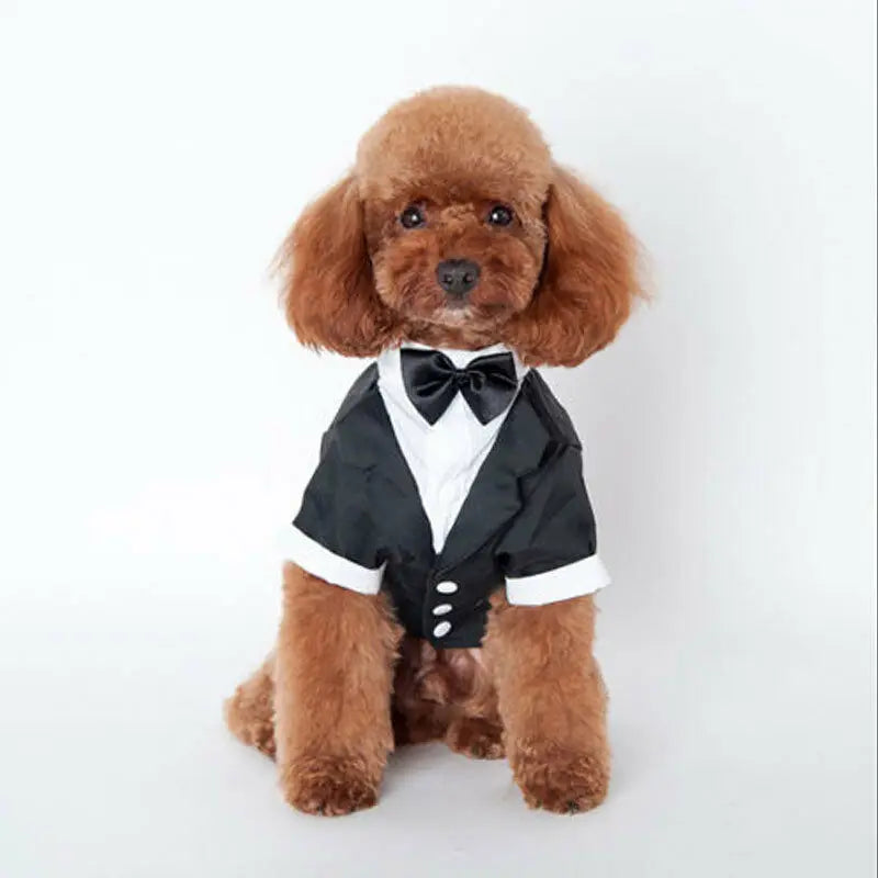 Dog Prince Wedding Costume Cute Gentleman