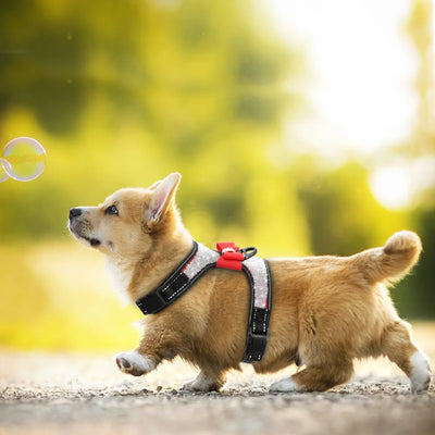 Reflective Nylon Pit bull Pug Small Medium Dogs Harnesses